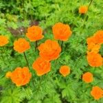 Trollius asiaticus Flower