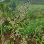 Sporobolus fimbriatus Flower