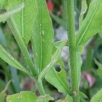 Oenothera lindheimeri Fuelha