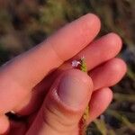 Verbena litoralis Flower