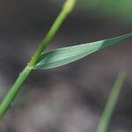 Urochloa eminii Лист