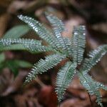 Adiantum terminatum Folha