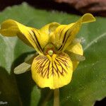 Viola rotundifolia Blomma