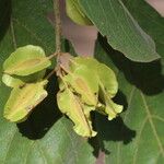 Combretum molle Fruit