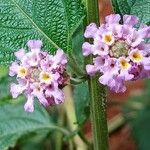 Lippia alba Fiore