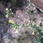 Nicotiana quadrivalvis Flor