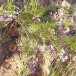 Campylanthus salsoloides Flower