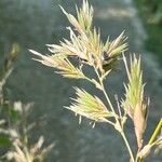 Phyllostachys nigra Flower