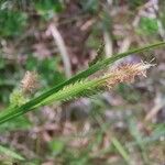 Carex pallescens Blomma