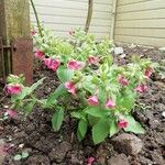 Pulmonaria rubra Цвят