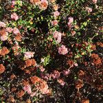 Eriogonum parvifolium Hábito