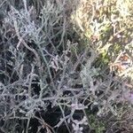 Limonium tuberculatum Hoja