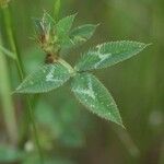 Trifolium vesiculosum Leaf