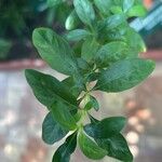 Serissa japonica Hoja