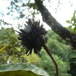 Sterculia pruriens Fruit