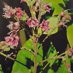 Nicotiana tabacum Blomma