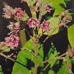 Nicotiana tabacum Flors