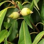 Quercus myrsinifolia Φρούτο