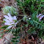 Astragalus sesameus 花