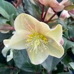 Helleborus nigerFlower