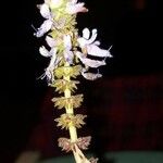 Plectranthus parviflorus Kvet