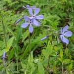 Phlox divaricataFlors