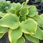 Hosta sieboldiana Folha