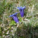 Gentiana acaulis Цветок