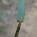 Alopecurus myosuroides Blad