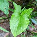 Typhonium blumei Leaf