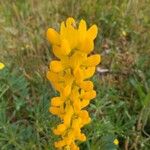 Lupinus luteus Kwiat