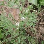 Fumaria parviflora Flower