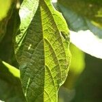 Dombeya punctata Hoja