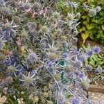 Eryngium planum موطن