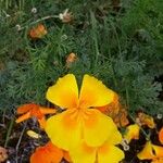 Eschscholzia californicaKwiat