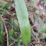 Lindsaea ensifolia Blatt