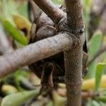 Protea canaliculata Bark