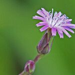 Lactuca graminifolia Floare