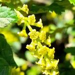 Ribes magellanicum Flor