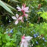 Oenothera gaura Flower