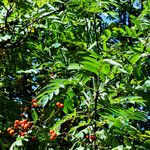 Sorbus aucuparia Leaf