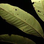 Matayba stenodictya Leaf