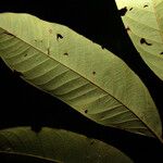 Matayba stenodictya Hoja