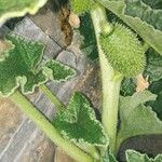 Ecballium elaterium (Bark)