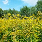 Solidago canadensis 整株植物