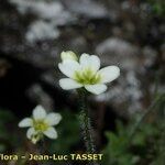 Saxifraga muscoides Bloem