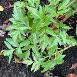 Angelica archangelica Foglia