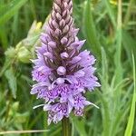 Dactylorhiza fuchsii 花