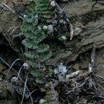 Cosentinia vellea Mosusu