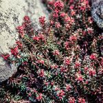 Empetrum nigrum Hábito